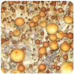 Псилоцибиновые (галлюциногенные) грибы в Ишимбае Psilocybin "Golden Teacher" Псилоцибиновые (галлюциногенные) грибы в Ишимбае Psilocybin "Golden Teacher"