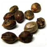 Семена марихуаны АК-47 (Seeds AK-47) в Ишимбае Семена марихуаны АК-47 (Seeds AK-47) в Ишимбае